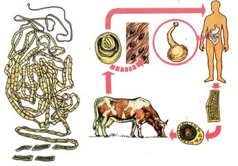 对于非常常见的蠕虫，牛tape虫，牛是中间宿主，人是最后的宿主。