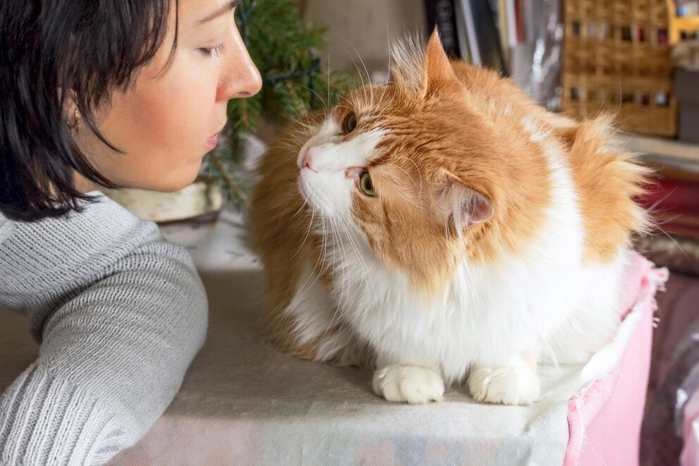宠物