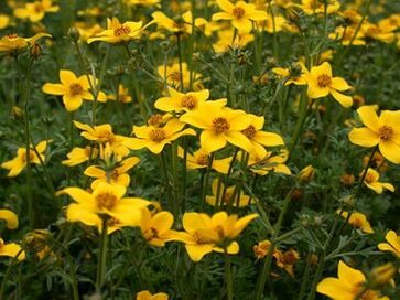 体内的一系列寄生虫