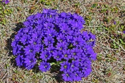 发烧的根源是体内的寄生虫