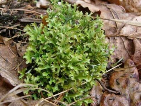 来自体内寄生虫的 cetraria