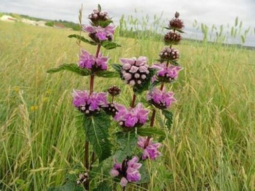 铁矿石植物体内的寄生虫