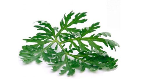 艾草可以去除体内的寄生虫